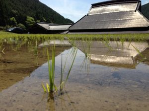 田んぼと稲