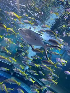 みんなで水族館 – ウェブとデジタルサイネージならVALT